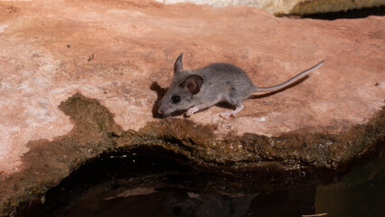 A White Footed Mouse stands near the edge of a sandstone rock that hangs over the water with its ears alert and whiskers twitching. 