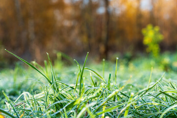 Green grass with dew drops. Grass covered in dewdrops and frost.