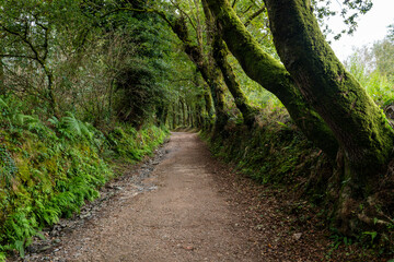 fantasy path in the forest