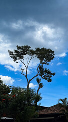 trees, plants and flowers against a beautiful blue sky for a background