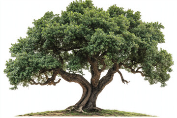 oak tree on white background