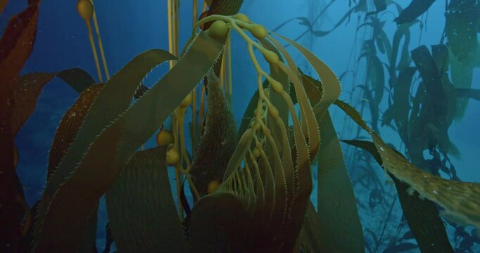 Apical end of giant kelp in surge.