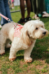 An obedient dog lies on the grass at the feet of its owner. Pure Bred Dog on the World Dog Show. Friendship, walk, pets. Part of the series.