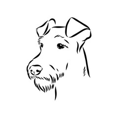 Dog . Vector silhouette of dog. Irish terrier, vector sketch