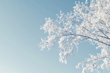Winter species of snow covered tree branches against a blue clear frosty sky  Winter