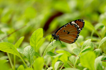 plain tiger butterfly Danaus chrysippus resting on mustard leaves