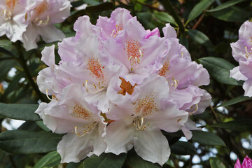  Fleurs de Rhododendron