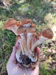 Armillaria mellea mushrooms in the forest