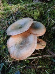 Lactarius deliciosus mushroom in the forest