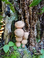 Armillaria mellea mushrooms in the forest