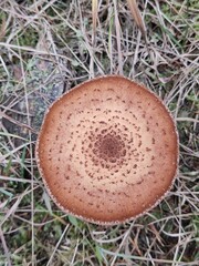 Armillaria mellea mushrooms in the forest