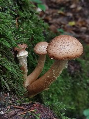 Armillaria mellea mushrooms in the forest