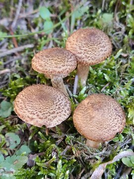 Armillaria mellea mushrooms in the forest