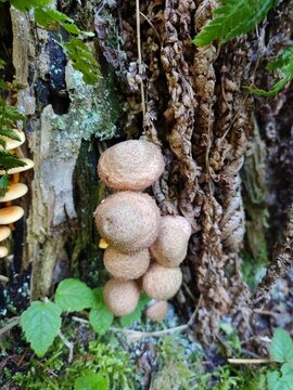 Armillaria mellea mushrooms in the forest