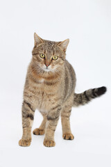 Obraz premium Beautiful gray Cat looks at the camera. Kitten close-up on white background. Without people. Studio portrait of a cat. Pet shop. Indoor cat. Copy space. 
