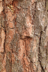 Pine bark texture, close-up. Natural wooden background. Tree trunk in the forest. Natural texture. Tree in the forest