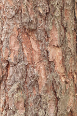 Obraz premium Pine bark texture, close-up. Natural wooden background. Tree trunk in the forest. Natural texture. Tree in the forest