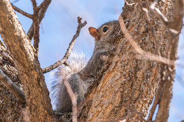 Grey squirrel hiding behind tree trunk