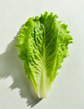 Hoja de lechuga