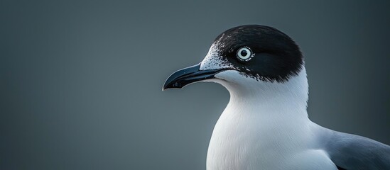 Fototapeta premium Close Up Of Laughing Gull