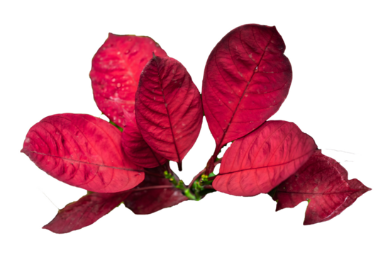 Blooming branch, flowers and inflorescence of bougainvillea isolated on white background. Copy space background