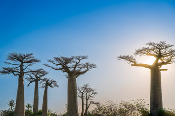 Obraz premium The iconic baobab tree silhouetted against a vibrant blue sky at sunset. The unique shape and size of these trees make them a must-see natural wonder. Avenue of baobabs in Morondava, Madagascar.