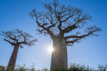 The sun shines through the branches of majestic baobab trees, creating a stunning silhouette...