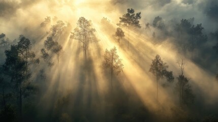Obraz premium Enchanting fog envelops a forest landscape where trees stand amidst a mystical dust illuminated by radiant sunlight and beams piercing through the mist