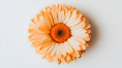 A close-up of a peach-colored flower with a vibrant center on a white background.