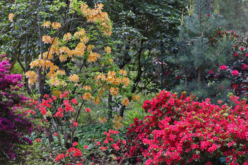 Fleurs de Rhododendron