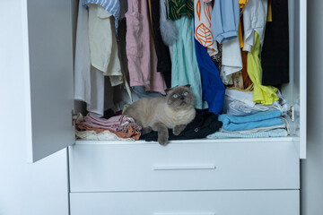Curious cat lounging on clothing in a cluttered closet during daylight hours