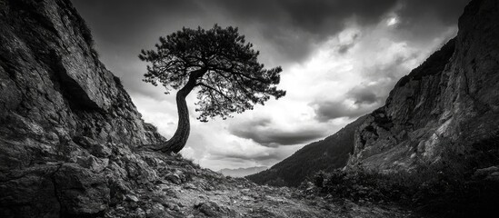 Lonely Curved Tree In A Mountain Gorge Black And White Photography Wide Angle Dramatic Sky Over Tree