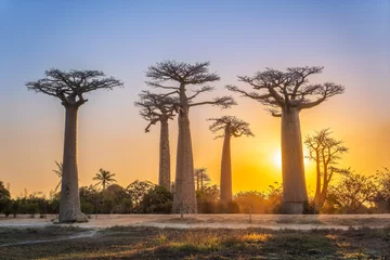 Fotobehang Baobab A breathtaking sunset illuminates the baobab trees. The towering trees stand silhouetted against the golden sky. Tourists and locals gather to admire the breathtaking scene. Morondava, Madagascar.  © twabian