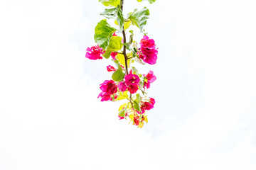 Blooming branch, flowers and inflorescence of bougainvillea isolated on white background. Copy space background