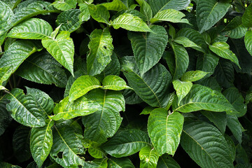 close up of Philodendron gloriosum leaves, bright leaves outdoor plants, tropical garden. Soft,...