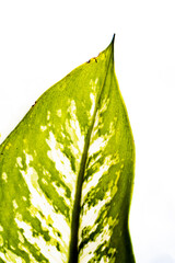 Philodendron plant pattern in side position provides copy space for text. Isolated white background...