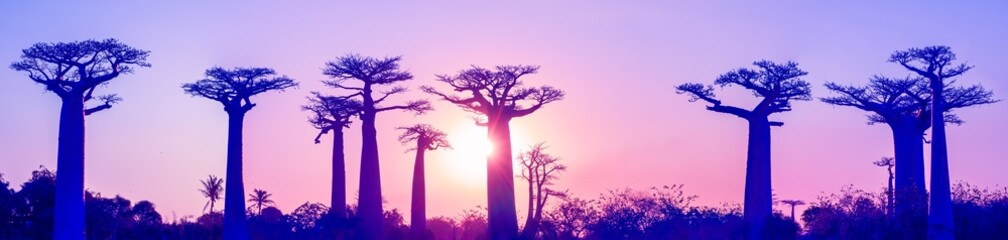 A breathtaking sunset illuminates the baobab trees. The towering trees stand silhouetted against...