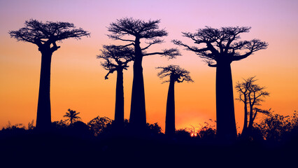 A breathtaking sunset illuminates the baobab trees. The towering trees stand silhouetted against...