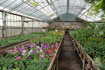 Flowers in greenhouse. Protection and safe of rare plants. Green plants grows