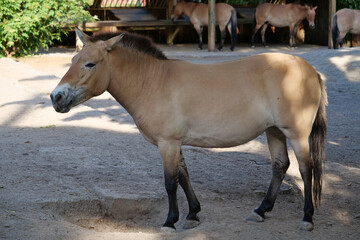 Przewalski horse in zoo, Equus caballus