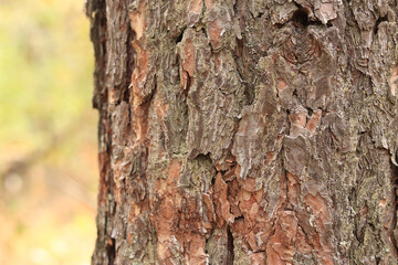 Pine tree, bark close-up. Close-up of pine bark in the forest for a natural background. Nature. Details. Focus on pine tree trunk with blurred background