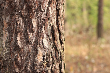 Pine tree, bark close-up. Close-up of pine bark in the forest for a natural background. Nature. Details. Focus on pine tree trunk with blurred background