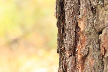 Pine tree, bark close-up. Close-up of pine bark in the forest for a natural background. Nature. Details. Focus on pine tree trunk with blurred background