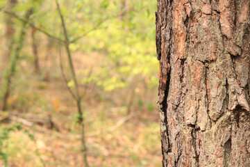 Pine tree, bark close-up. Close-up of pine bark in the forest for a natural background. Nature. Details. Focus on pine tree trunk with blurred background