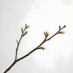 Fototapeta premium Close-Up Minimalist Shot of a Withered Branch with New Growth Against a Soft Background