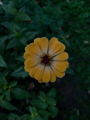 yellow flower in the garden