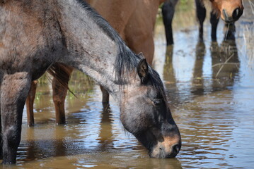 horse in the water