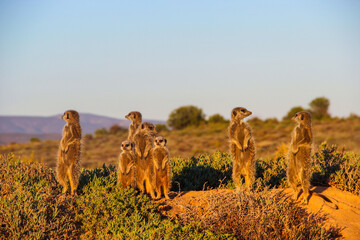 Cute Meerkats stand alert as sun rises over the South African savanna