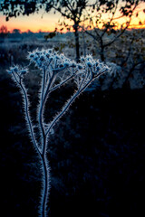 Frost on dry grass on a frosty sunny morning. Selective focus and shallow depth of field.