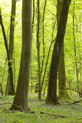 Obraz premium Forêt - Compiègne